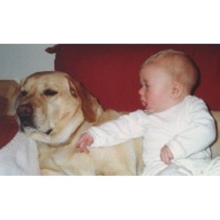 Lab breeder in California picture 2