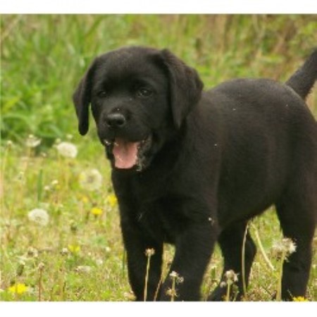 Labrador Retriever Breeder in Acton, California