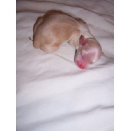 Chihuahua breeder in Nevada picture 2