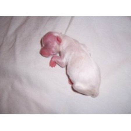 Chihuahua breeder in North Las Vegas Nevada