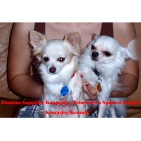 Chihuahua breeder in Nevada