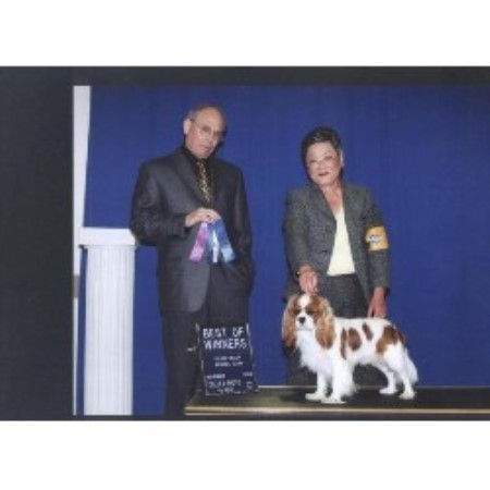 Cavalier King Charles Spaniel breeder in Oregon picture 2