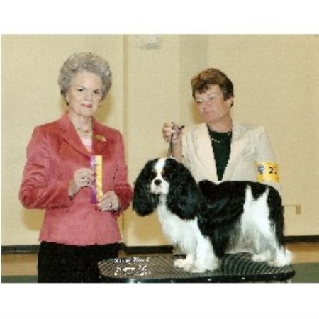 Cavalier King Charles Spaniel breeder in Coos Bay Oregon