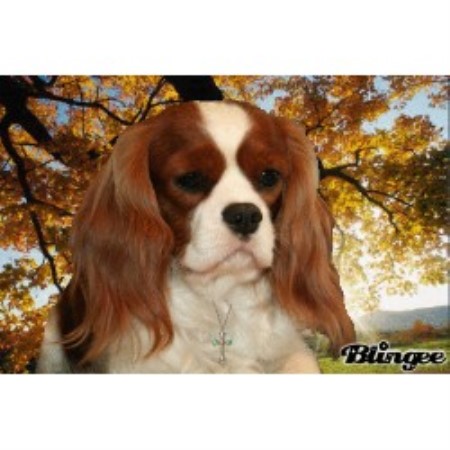 Cavalier King Charles Spaniel in Oregon