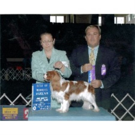 Cavalier King Charles Spaniel breeder in Oregon