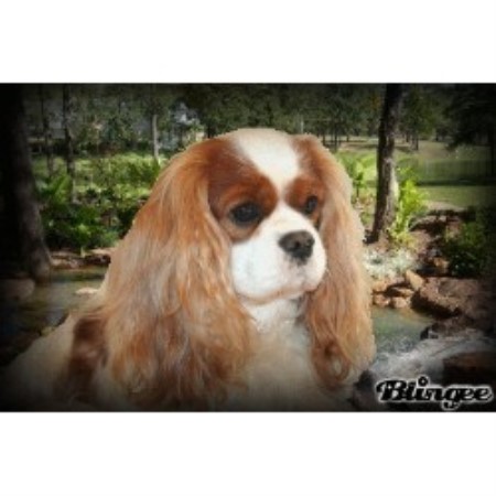 Cavalier King Charles Spaniel in Oregon picture 2