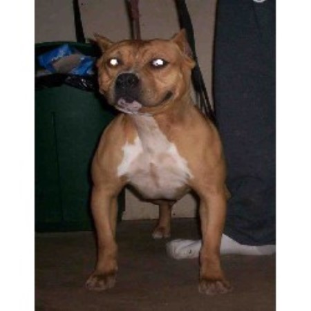 APBT in Maryland picture 2