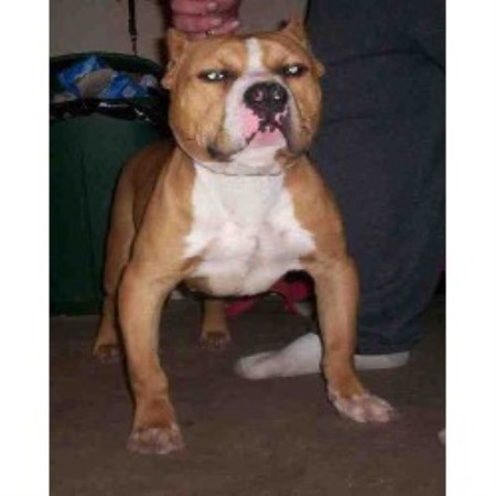 American Pit Bull Terrier breeder in North East Maryland