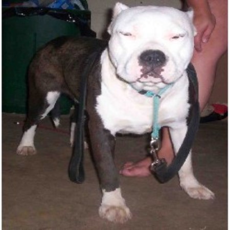 APBT in Maryland