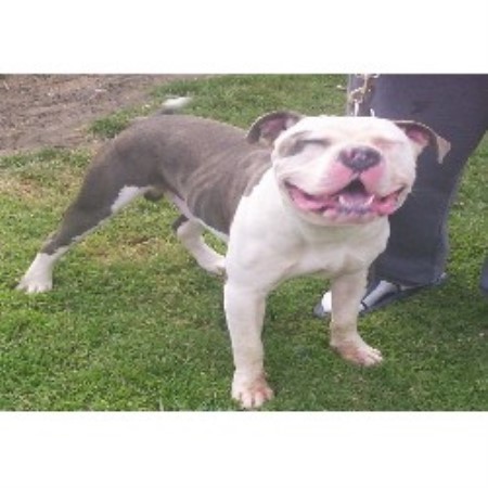 APBT breeder in Maryland picture 2