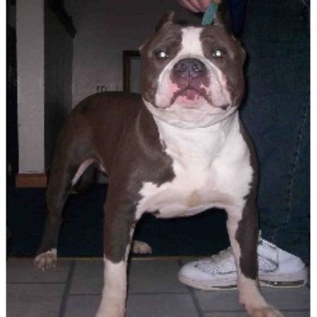 pitbull puppies for sale in md bully pitbull puppies for sale in md pitbull puppies for sale in md bully pitbull puppies for sale in md