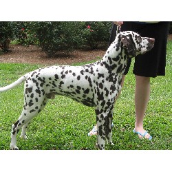 Dalmatian Stud in Lilburn, Georgia