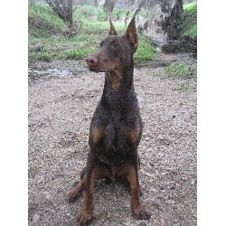 Doberman Pinscher Stud in Sacramento, California