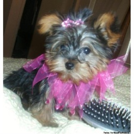 Morkie Breeder in Muskogee, Oklahoma