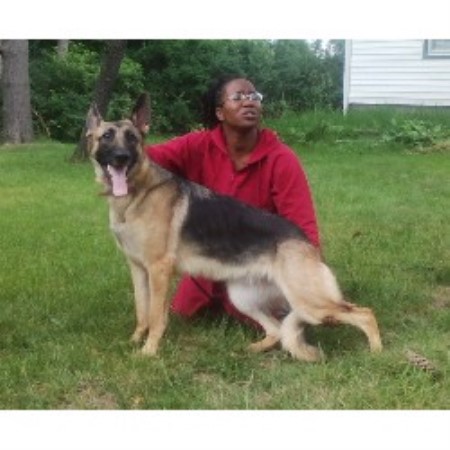 german shepherd puppies cleveland ohio sabians german shepherds german shepherd breeder in cleveland ohio listing id german shepherd puppies cleveland ohio sabians german shepherds german shepherd breeder in cleveland ohio listing id