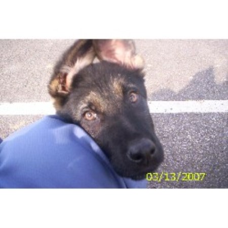 German Shepherd Dog breeder in Cleveland Ohio