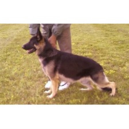 GSD,Alsatian breeder in Ohio picture 2
