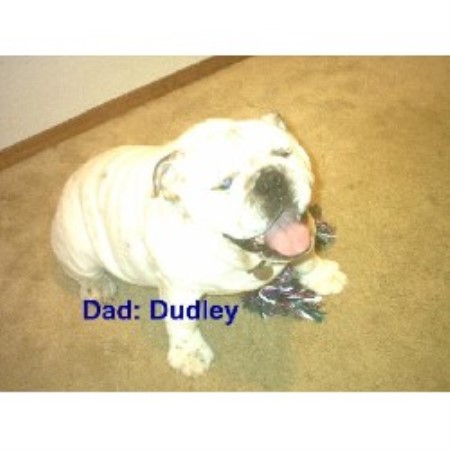 English Bulldog breeder in Oologah Oklahoma