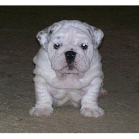 British Bulldog, Bulldog in Oklahoma picture 2