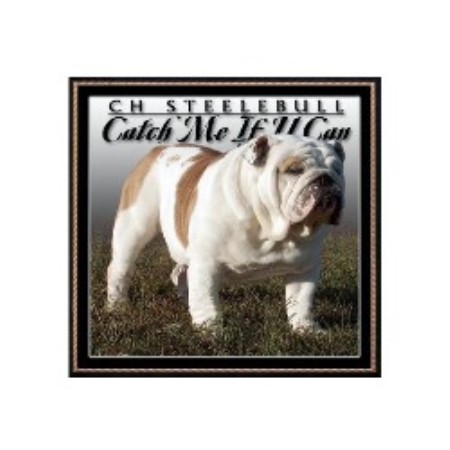 British Bulldog, Bulldog breeder in Oklahoma picture 2