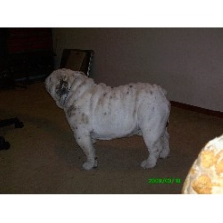 British Bulldog, Bulldog in Oklahoma