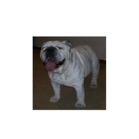 English Bulldog Breeder in Oologah, Oklahoma