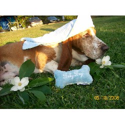 Basset Hound Stud in Louisiana