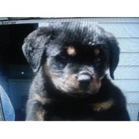 Rottweiler breeder in New York picture 2