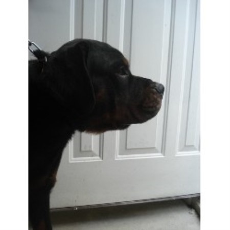 Rottweiler breeder in Queens New York