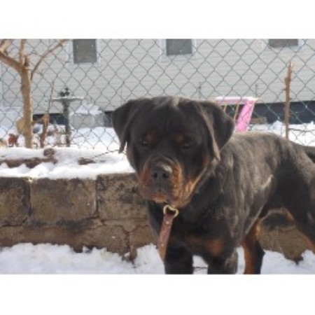Rottweiler in New York