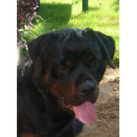 Rottweiler Breeder in Queens, New York