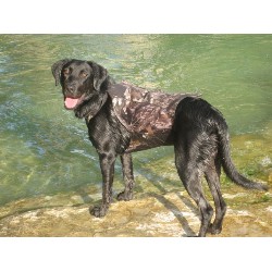 Labrador Retriever Stud in Fort Worth, Texas