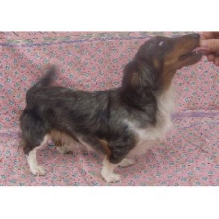 Dachshund breeder in Utopia Texas