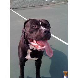 American Pit Bull Terrier Stud in Berkeley, California