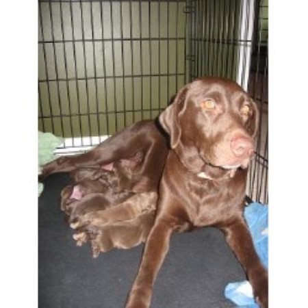 lab puppies kentucky terry s kennels labrador retriever breeder in oak grove kentucky lab puppies kentucky terry s kennels labrador retriever breeder in oak grove kentucky