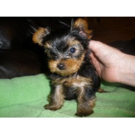 Blooming Prairie Yorkies And Biewers Yorkshire Terrier