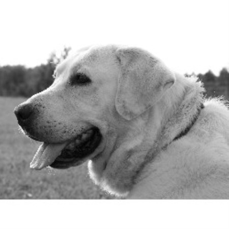 Labrador Retriever Breeder in Hodgenville, Kentucky