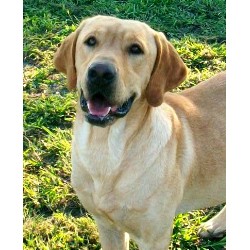 Labrador Retriever Stud in Farmersville/mckinney, Texas