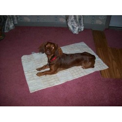 Dachshund Stud in Amite, Louisiana