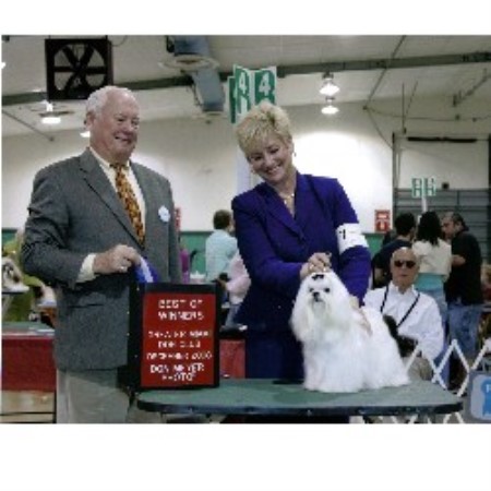 Maltese Breeder in Palm Springs, Florida