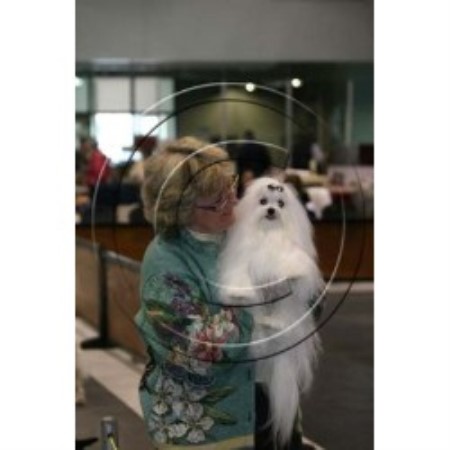 Maltese in Florida picture 2
