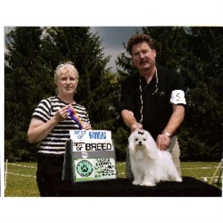 Maltese breeder in Palm Springs Florida