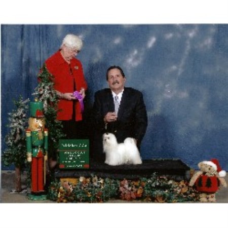 Maltese breeder in Florida picture 2