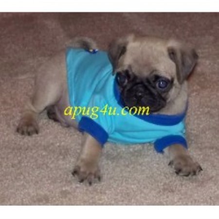 Pug Breeder in Little Elm, Texas