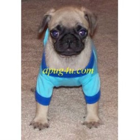Pug breeder in Little Elm Texas