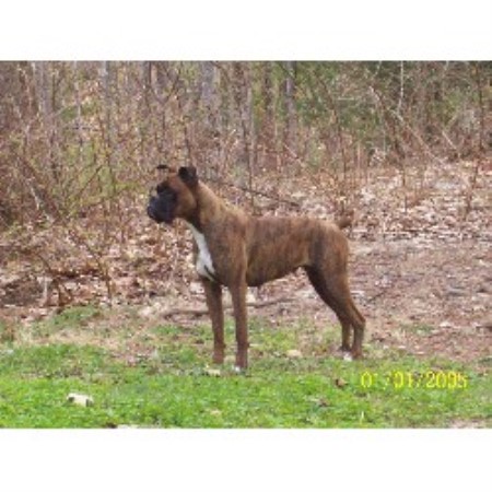 Boxer Breeder in Lyman, Maine