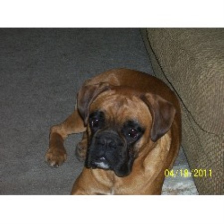 boxer puppies for sale in maine jawboxen european boxers boxer breeder in alfred maine listing id 14288 boxer puppies for sale in maine jawboxen european boxers boxer breeder in alfred maine listing id 14288