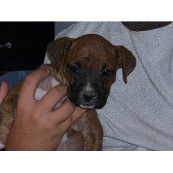 Boxer Breeder in Selah, Washington