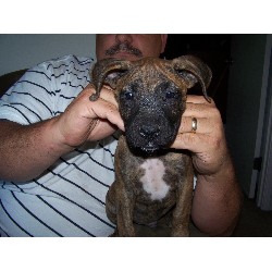 Boxer breeder in Washington picture 2
