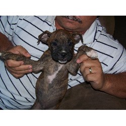 Boxer in Washington